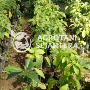 Alpukat aligator (1)