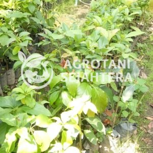 Alpukat aligator (2)