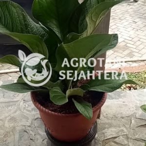 Anthurium Jenmani (1)