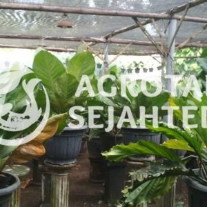 Anthurium Jenmani (2)