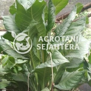 Anthurium Jenmani (3)