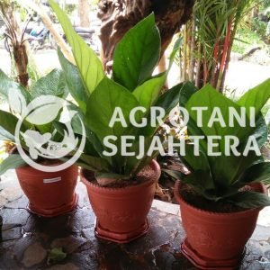 Anthurium Jenmani (5)