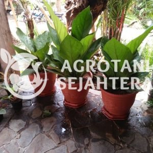 Anthurium Jenmani (6)