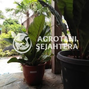 Anthurium Jenmani (7)