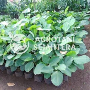 Calatea Pisang pisangan (1)