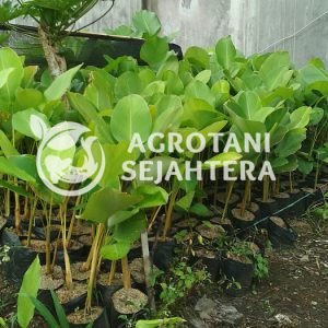 Calatea Pisang pisangan