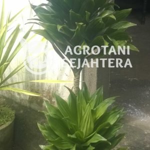 Drasena atau andong ijo