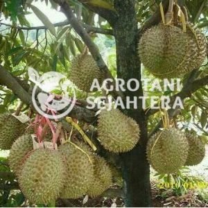 Durian Bawor (1)
