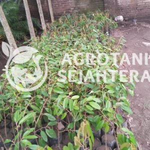 Durian Musangking (1)