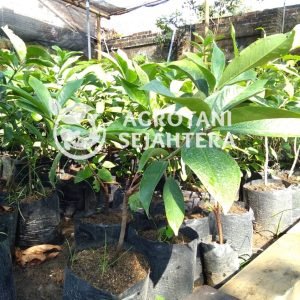 Jambu Jamaika darsono (1)