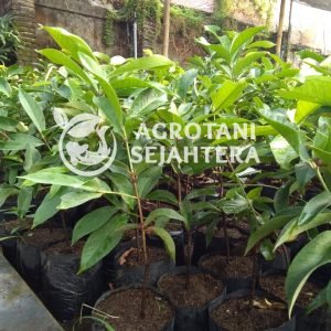 Jambu Jamaika darsono (2)