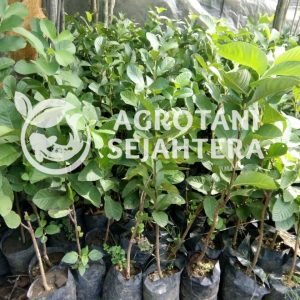 Jambu Kristal 6 (1)