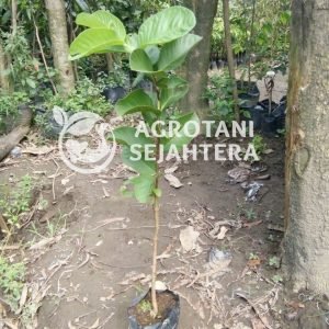 Jambu Kristal 6 (2)
