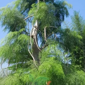 Jual-Moringa-Kelor-Afirka-1