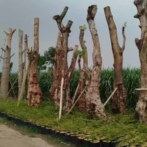 Jual-Pohon-Balibong-Besar