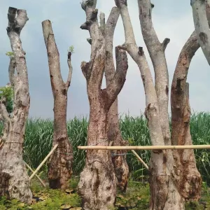 Jual-Pohon-Balibong-Unggul