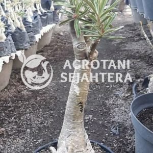 adenium b (1)