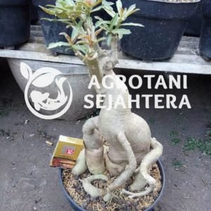 adenium b (2)(1)