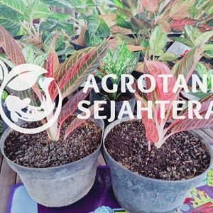 aglonema red sumatra(1)