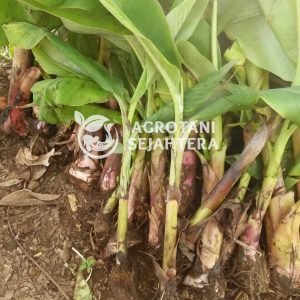 agro pisang cavendish (1)