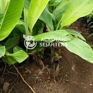 agro pisang cavendish (3)