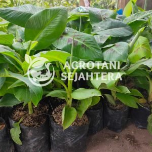 agro pisang cavendish (6)