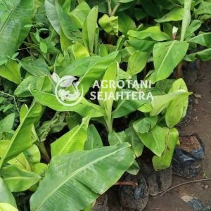 agro pisang cavendish (8)