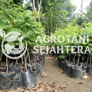 akasia golden rain (2)