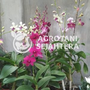anggrek (1)
