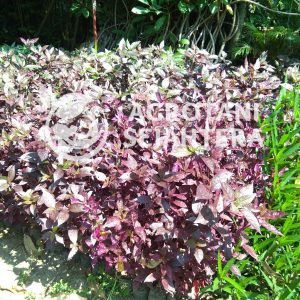 bayam merah (1)