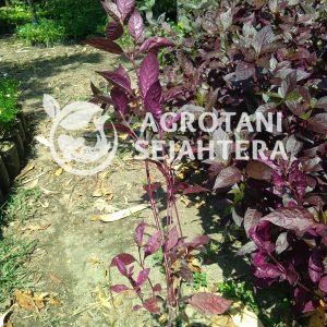 bayam merah (2)