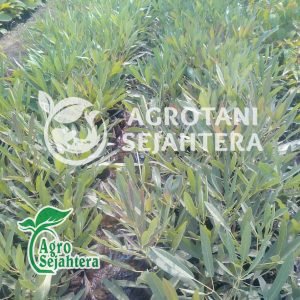 bibit pohon tabebuya kuning