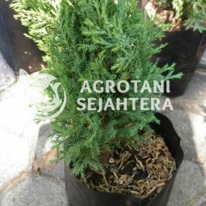 cemara cemara jenis 2