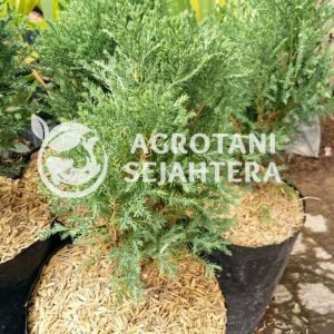 cemara cemara jenis3