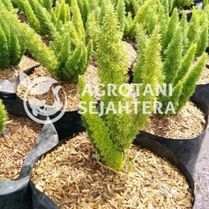 cemara cemara jenis4