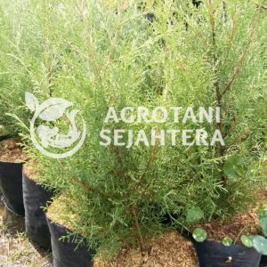 cemara cemara jenis5