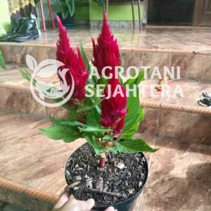 cengger merah
