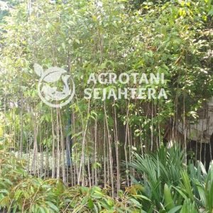 gaharu malacensis 2.5 (1)