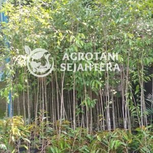 gaharu malacensis 2.5 (2)