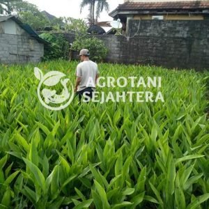 heliconia 3