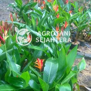 helikonia (2)