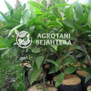 jambu citra