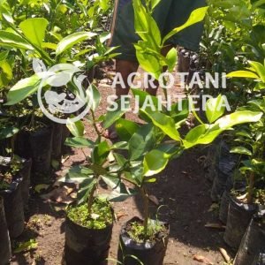 jeruk siam (3)