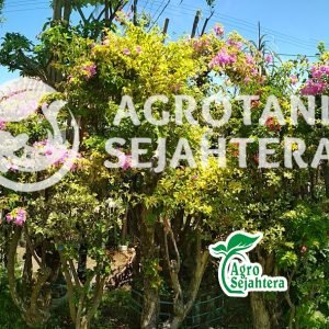 jual bunga bugenvil 2