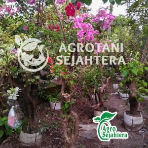 jual bunga bugenvil 3