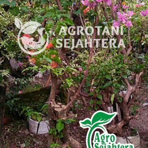 jual bunga bugenvil 5
