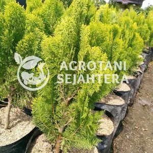 jual pohon cemara kipas lebar