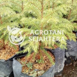 jual pohon cemara unik 1