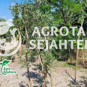 jual tabebuya kuning 2 small