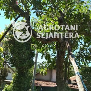 kamboja biasa (2)